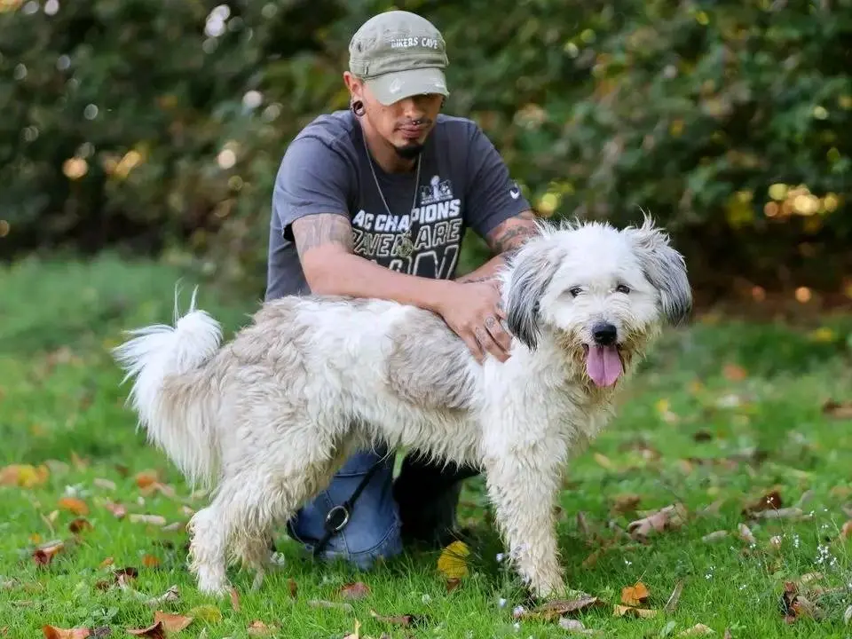 Vuoi adottare un cane a Cremona?