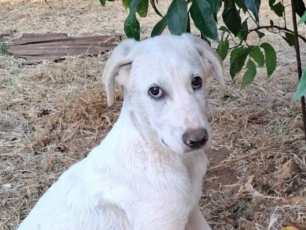 Foto 1 dell'animale