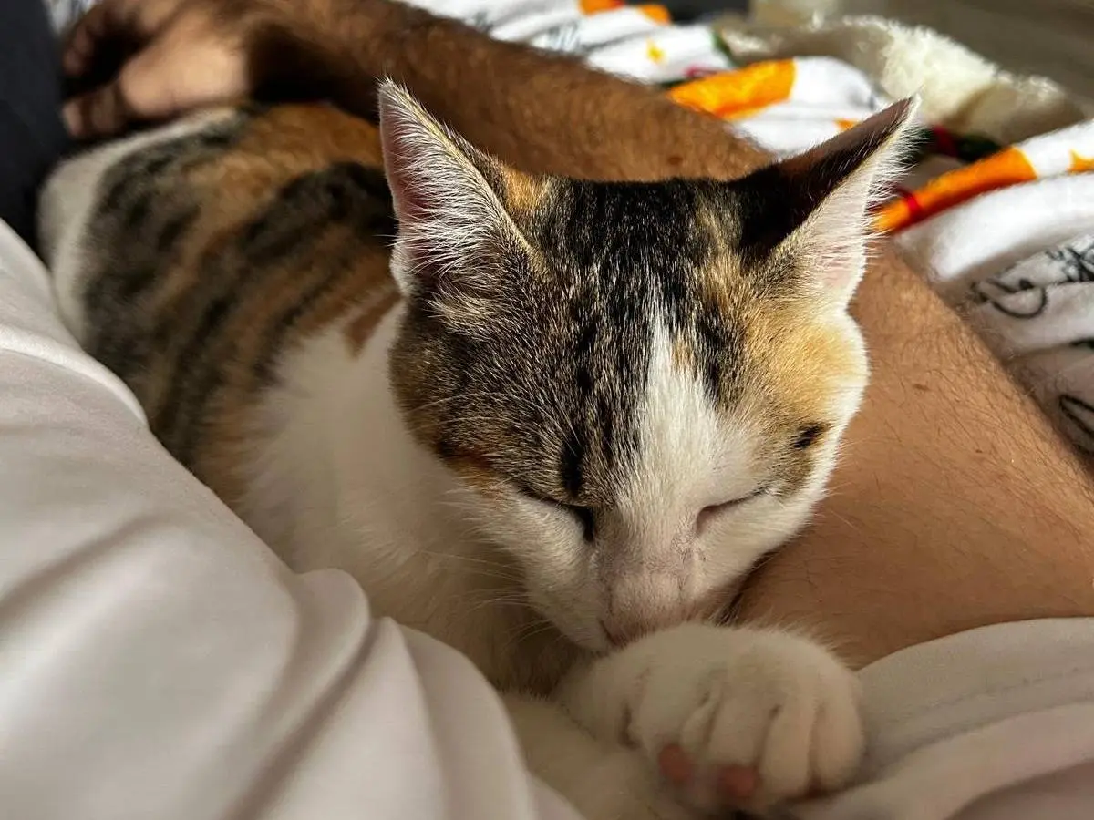 Adozione gatto, femmina, Razza sconosciuta Razza sconosciuta, 4 mesi, taglia non valida, Bari