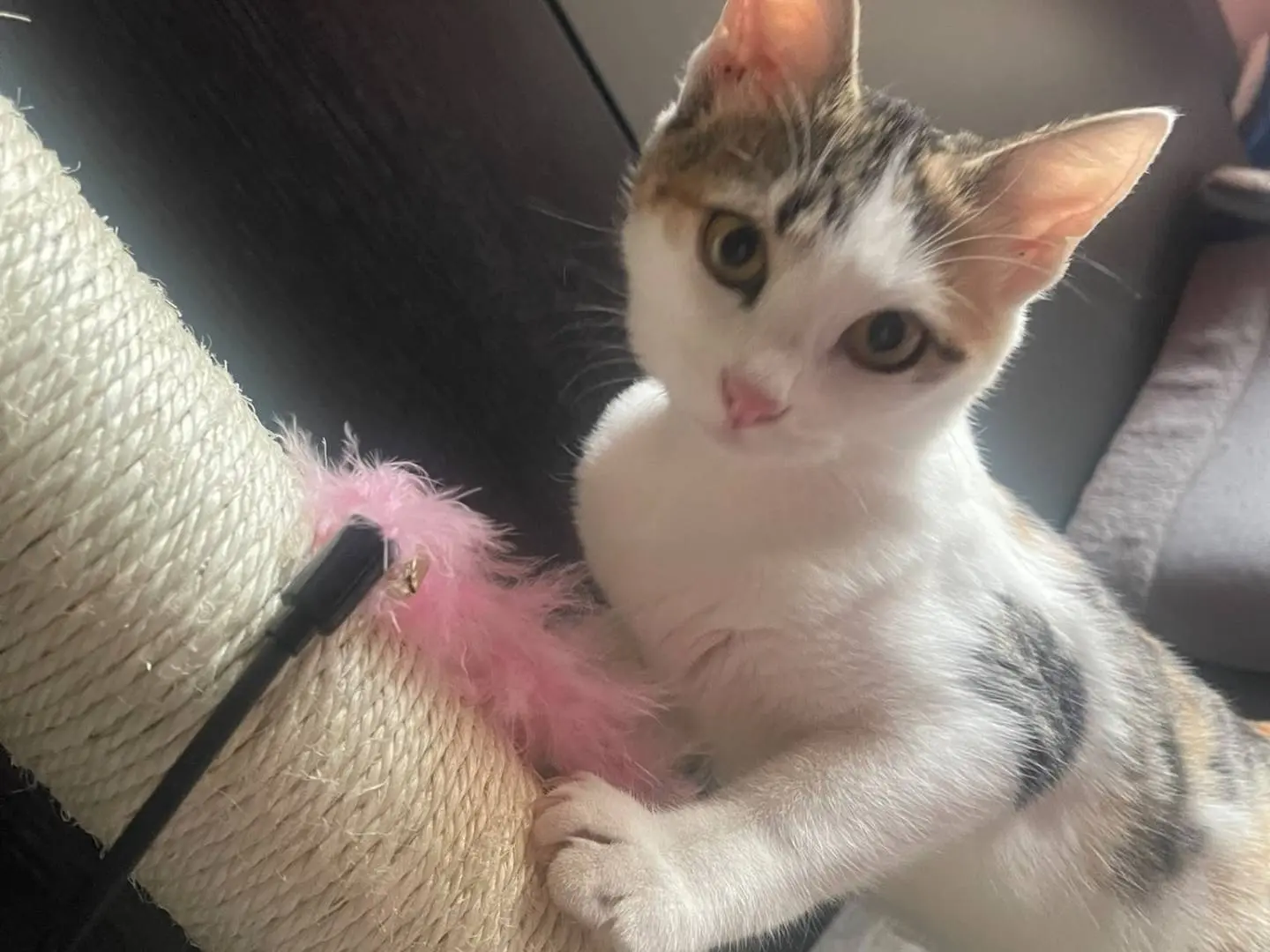 Adotta un gatto, femmina, 4 mesi, Bari