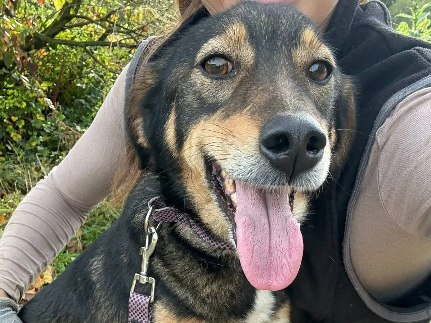 Vuoi adottare un cane a Firenze?