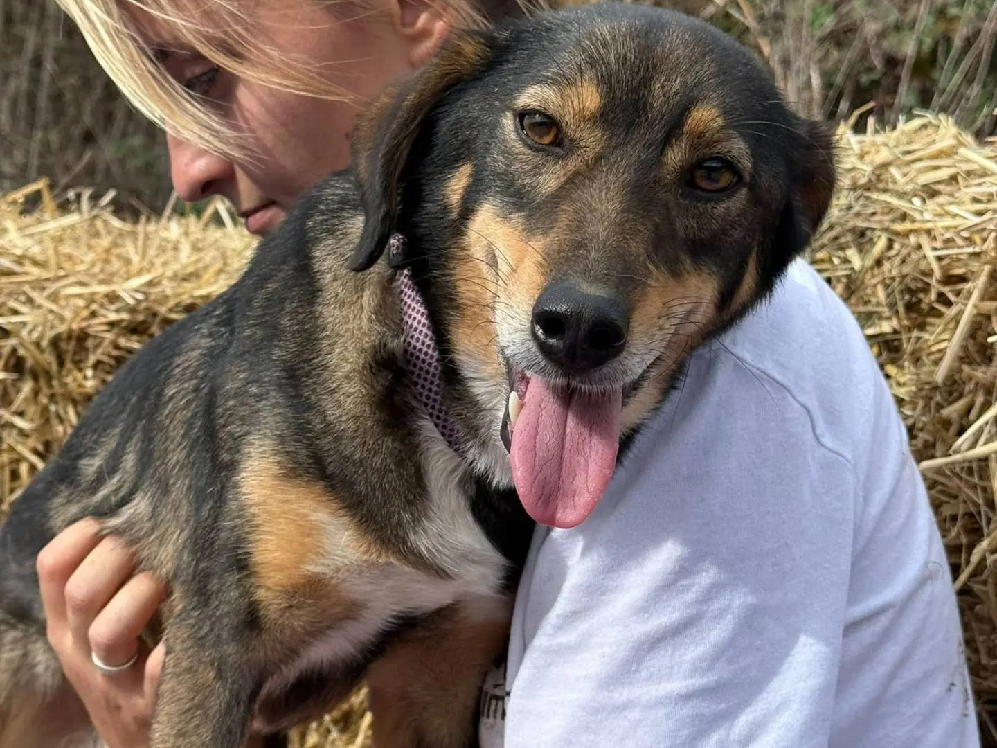 Adotta un cane, taglia media contenuta, maschio, Firenze