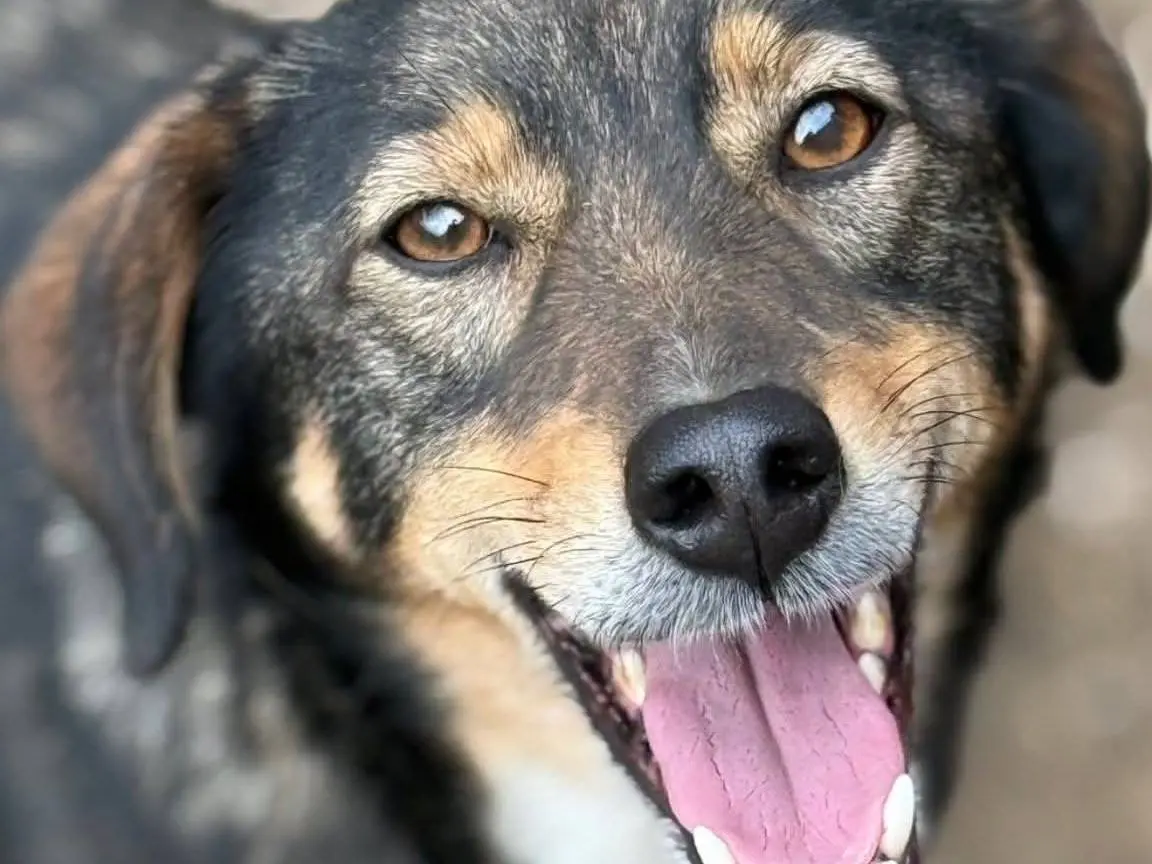 Adozione cane, maschio, Razza sconosciuta Razza sconosciuta, 4 anni e 6 mesi, taglia media contenuta, Firenze