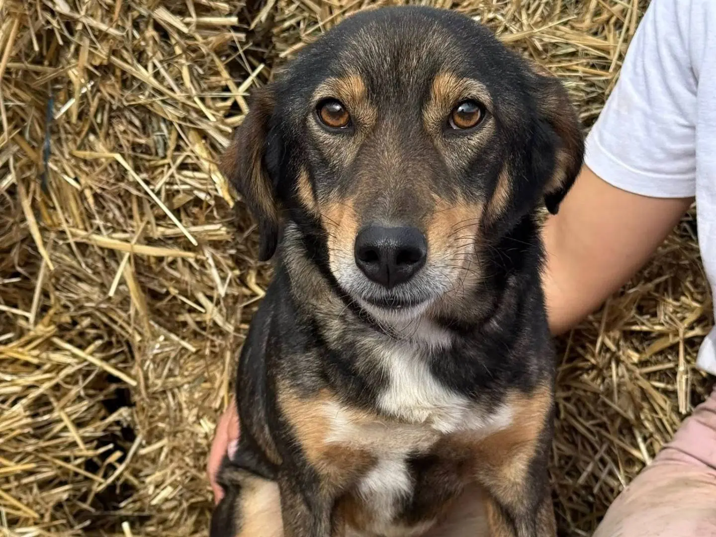 Adotta il cane SPEEDY a Firenze