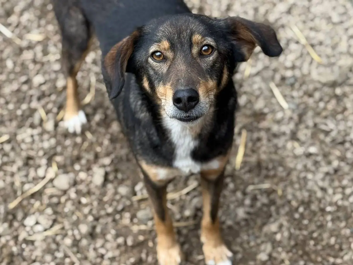 Adotta un cane, maschio, 4 anni e 6 mesi, Firenze