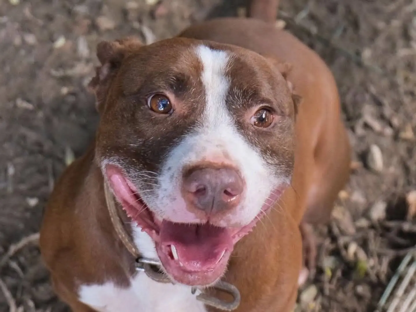 Adotta un cane, maschio, 4 anni e 11 mesi, Torino