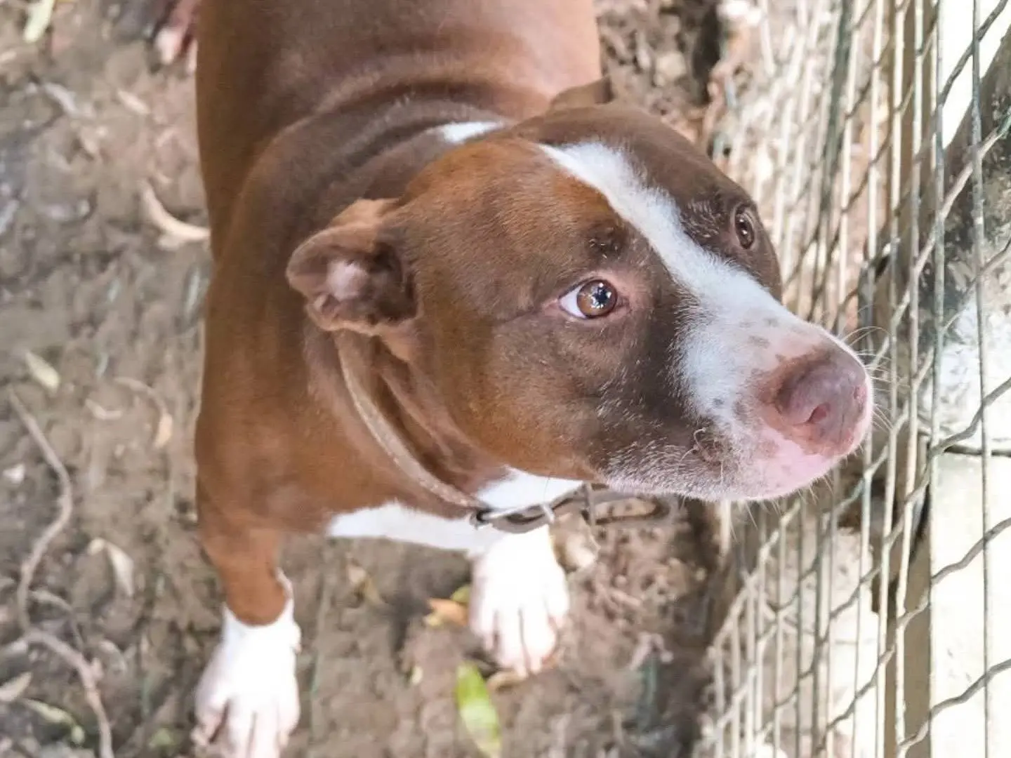Adotta un cane, taglia media, maschio, Torino