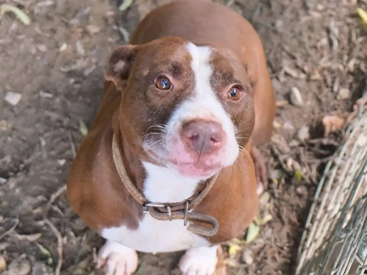 Vuoi adottare un cane a Torino?