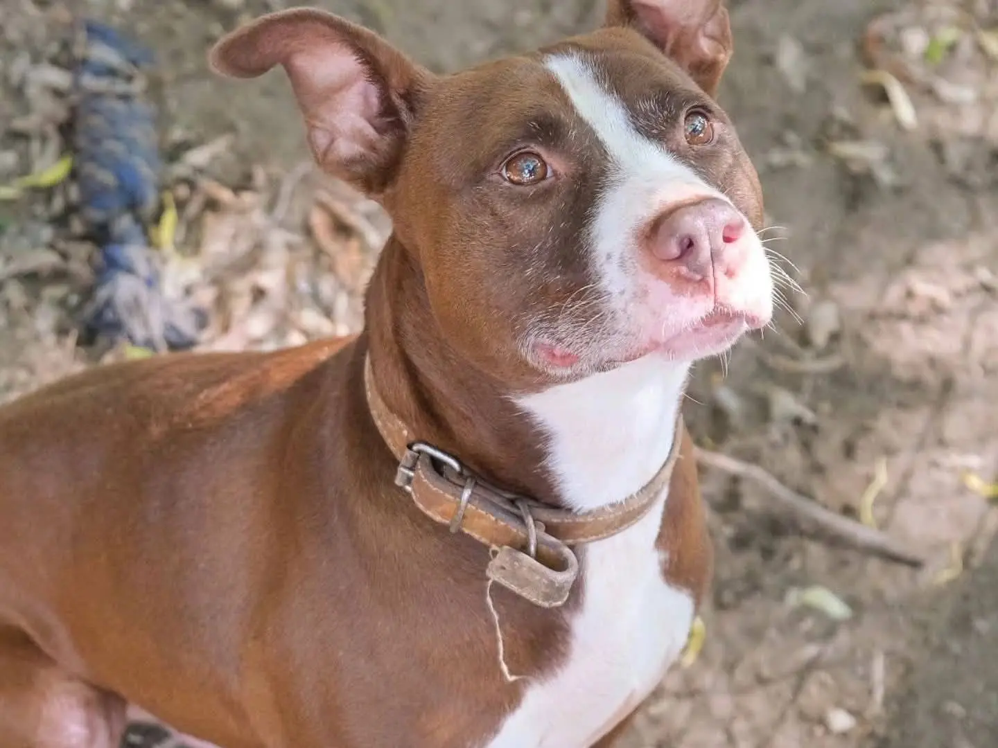 Adozione cane, maschio, Pitbull Razza sconosciuta, 4 anni e 11 mesi, taglia media, Torino
