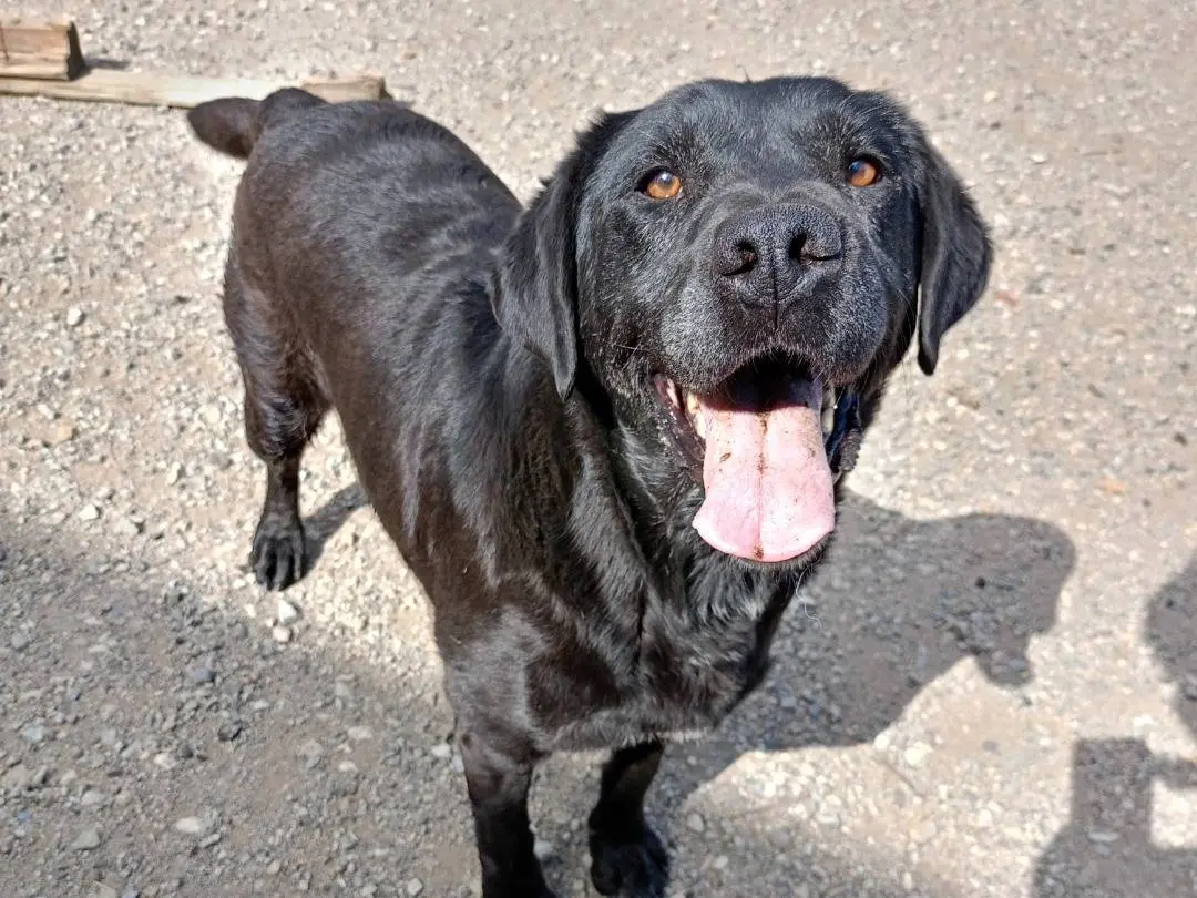 Adotta un cane, femmina, 8 anni e 2 mesi, Catanzaro