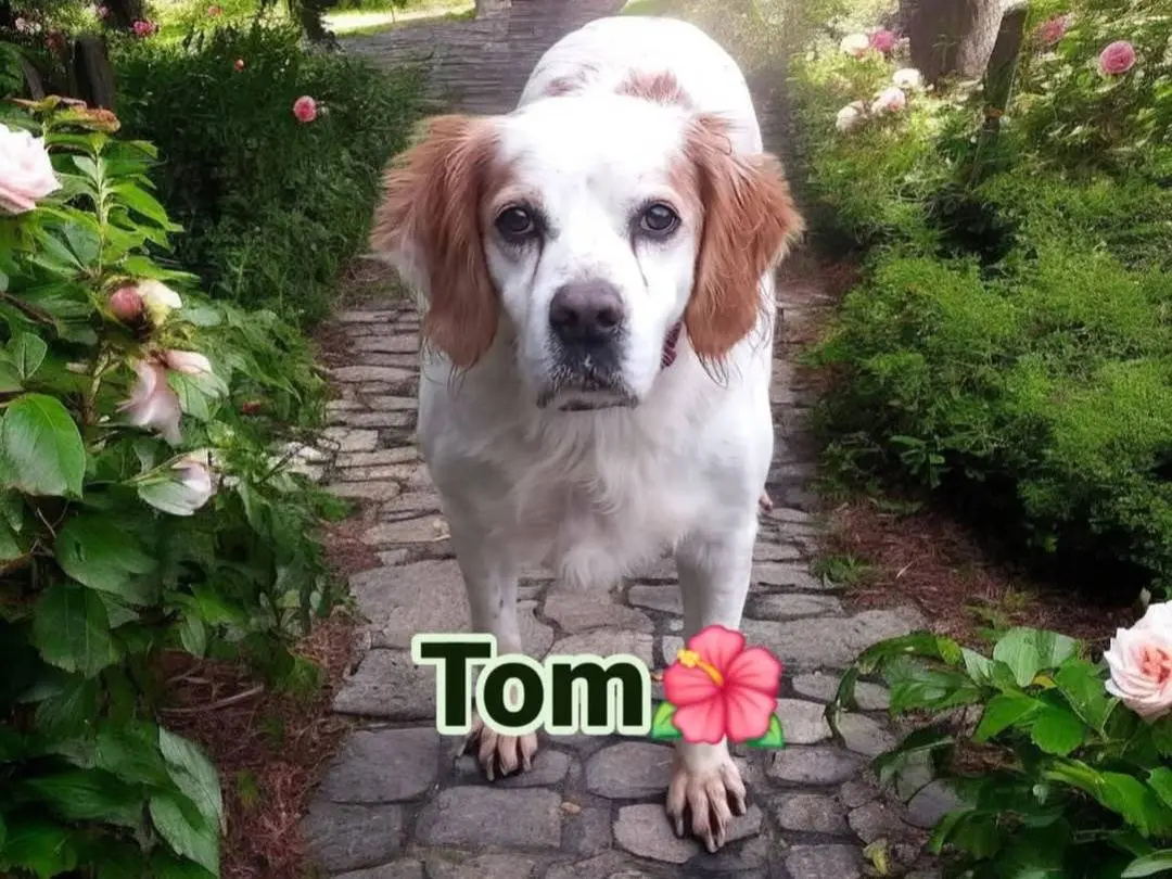 Adotta un cane, maschio, 13 anni e 7 mesi, Terni