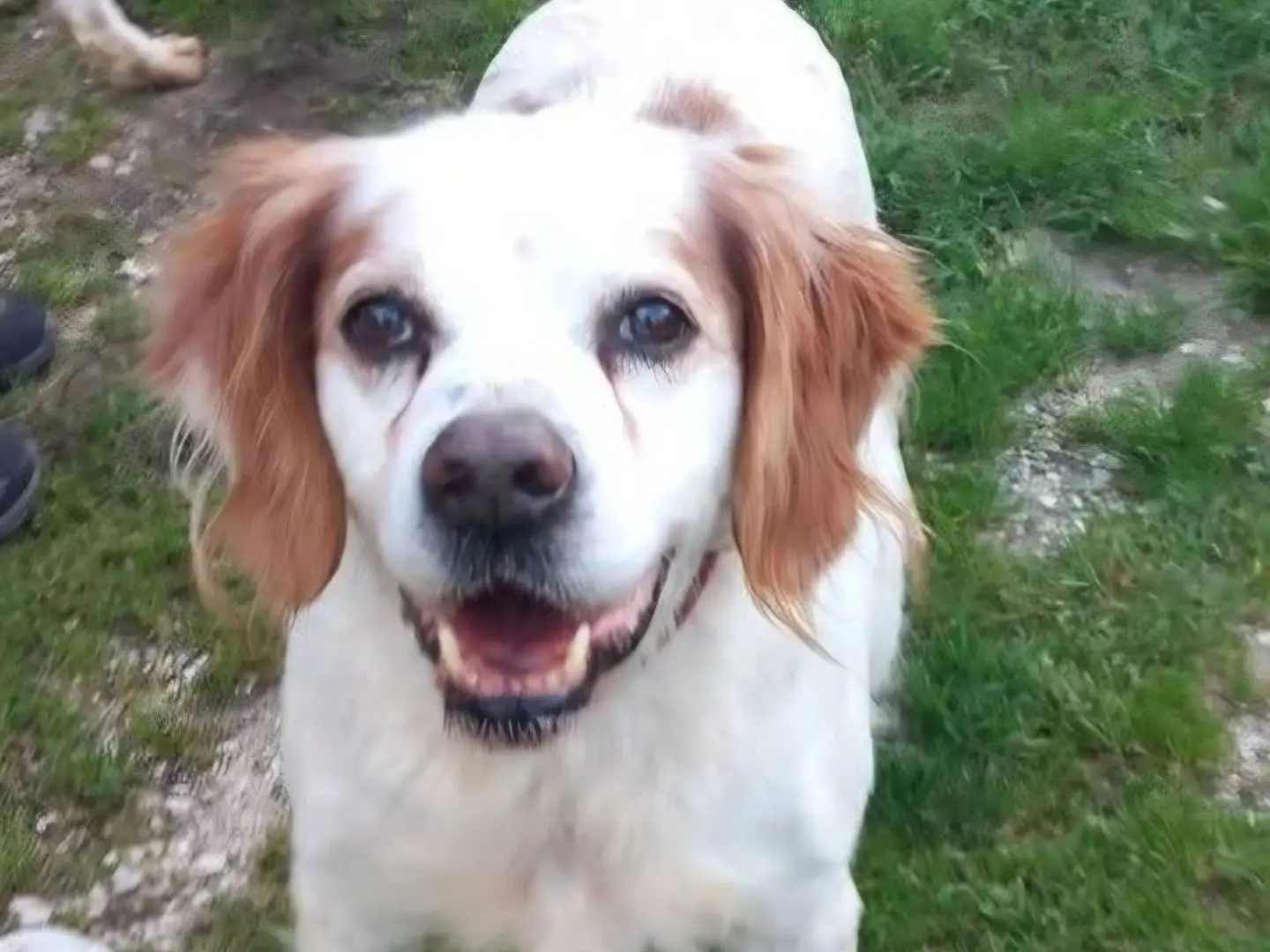 Adozione cane, maschio, Razza sconosciuta Razza sconosciuta, 13 anni e 7 mesi, taglia media contenuta, Terni