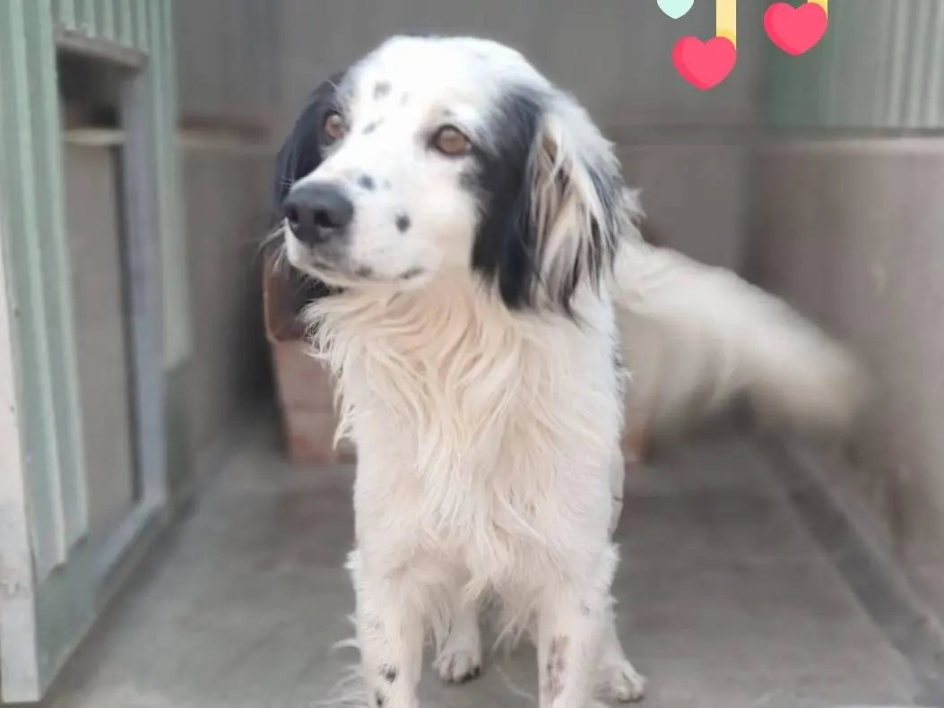 Adotta un cane, maschio, 3 anni e 4 mesi, Barletta