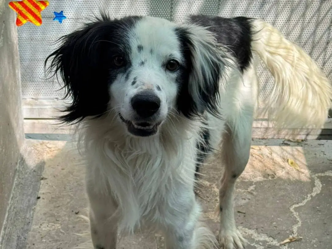 Adozione cane, maschio, Breton Setter Inglese, 3 anni e 4 mesi, taglia media, Barletta