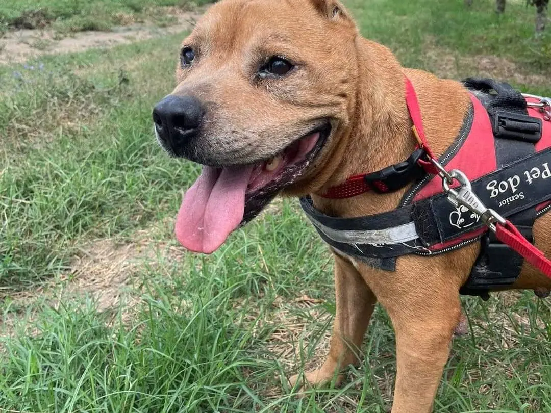 Adotta un cane, taglia grande, maschio, Napoli