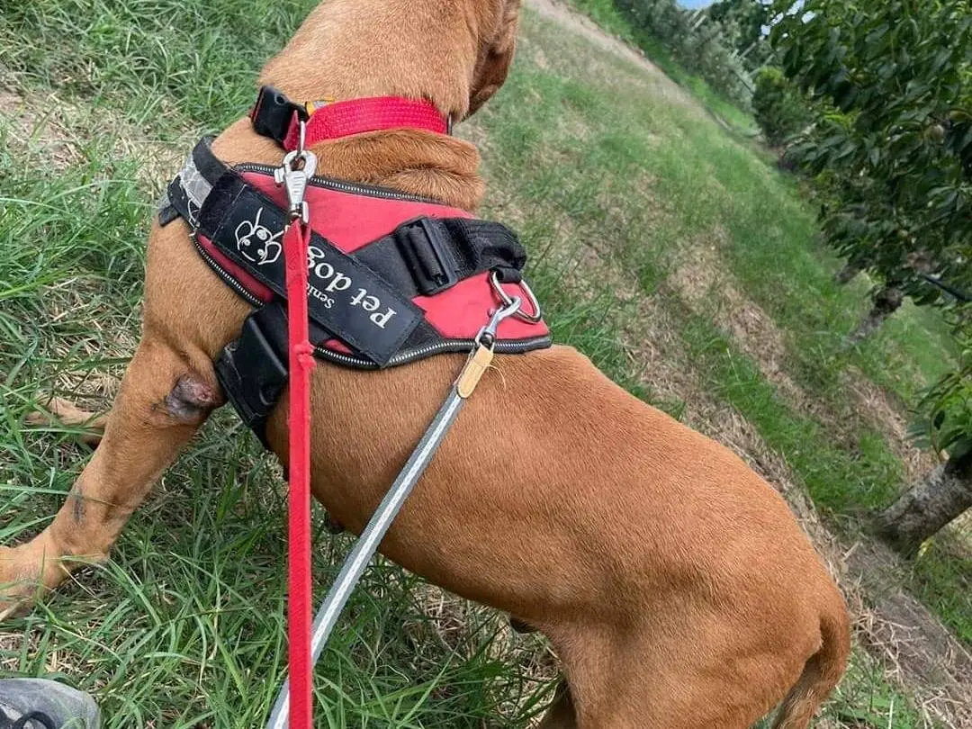 Vuoi adottare un cane a Napoli?