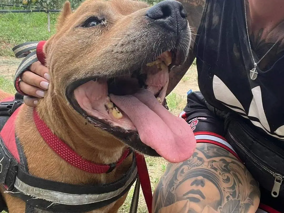 Adozione cane, maschio, Pitbull, 16 anni e 9 mesi, taglia grande, Napoli