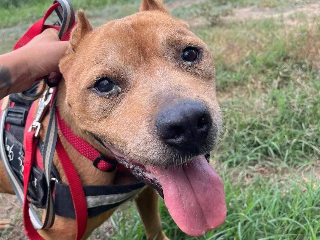 Adotta un cane, maschio, 16 anni e 9 mesi, Napoli