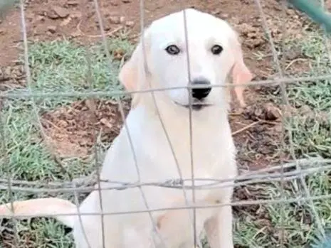 Adozione cane, femmina, Razza sconosciuta Razza sconosciuta, 4 mesi, taglia media, Catanzaro