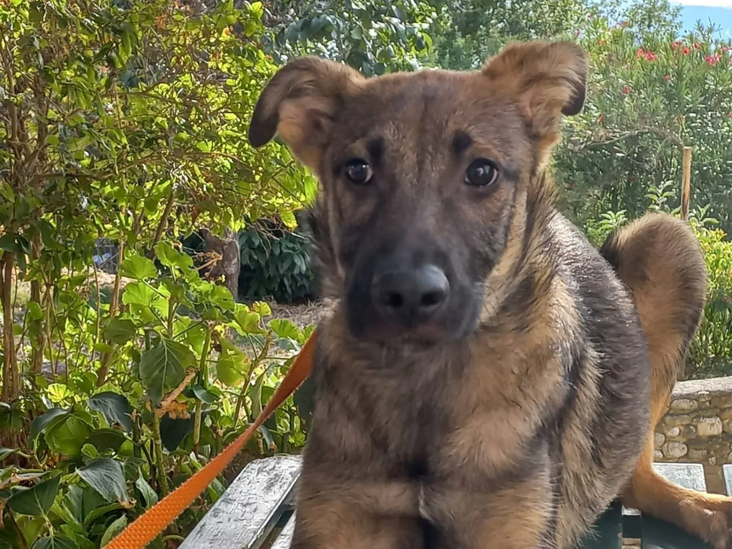 Adotta un cane, maschio, 1 anno e 4 mesi, Avellino