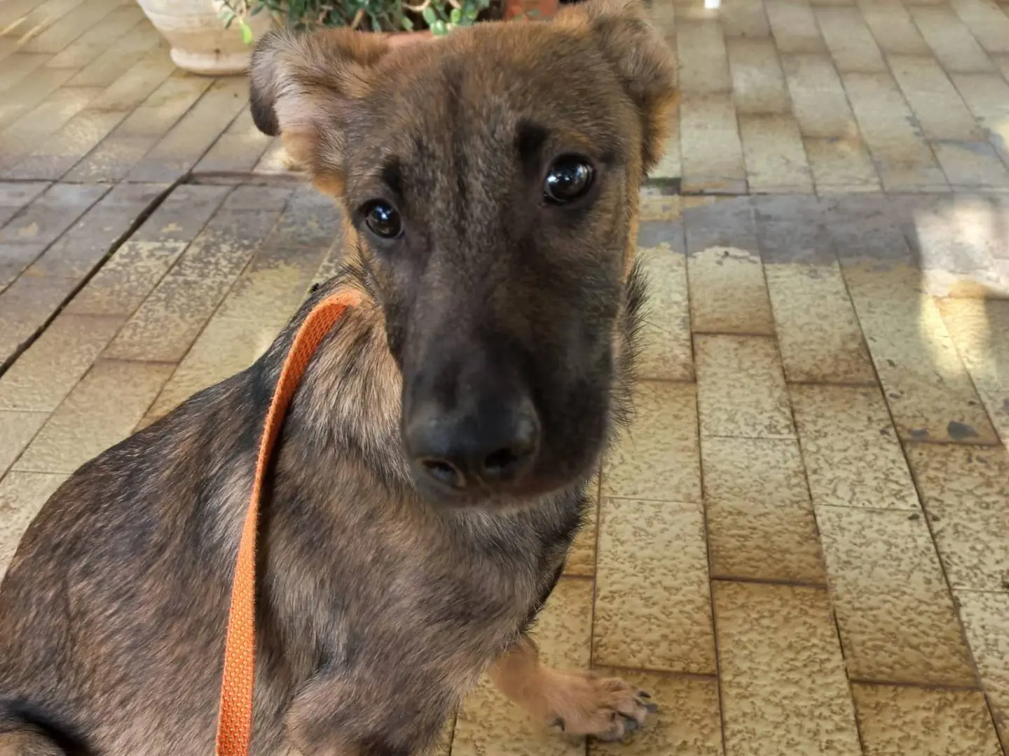 Adotta un cane, taglia media, maschio, Avellino