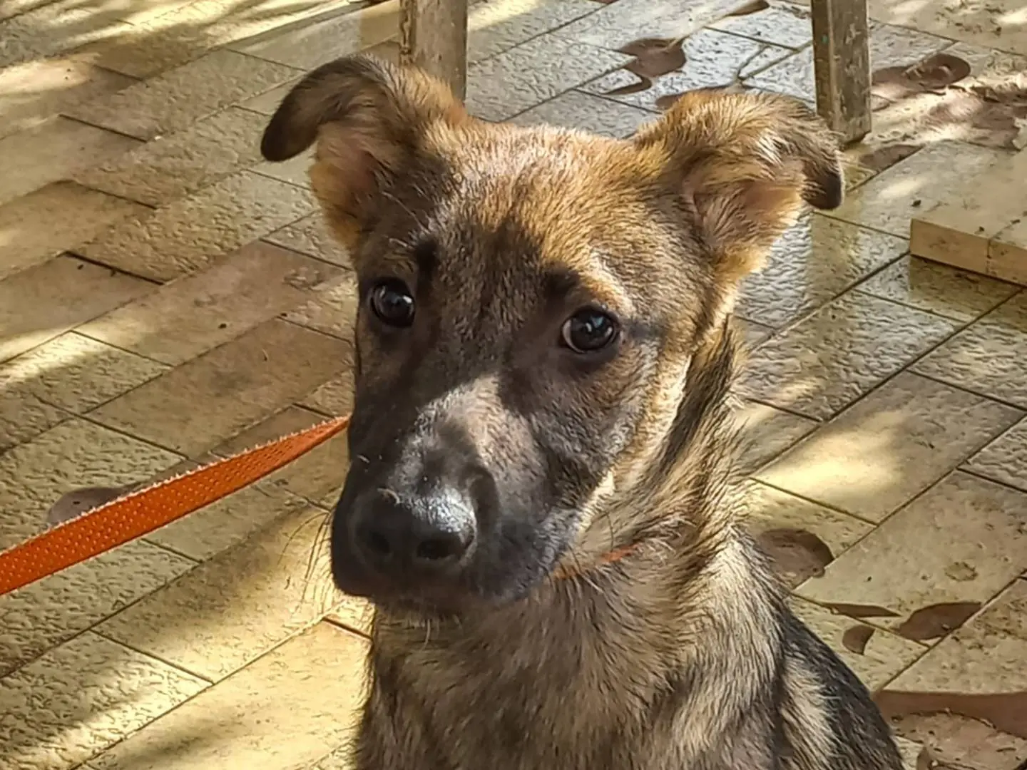 Adozione cane, maschio, Razza sconosciuta Razza sconosciuta, 1 anno e 4 mesi, taglia media, Avellino