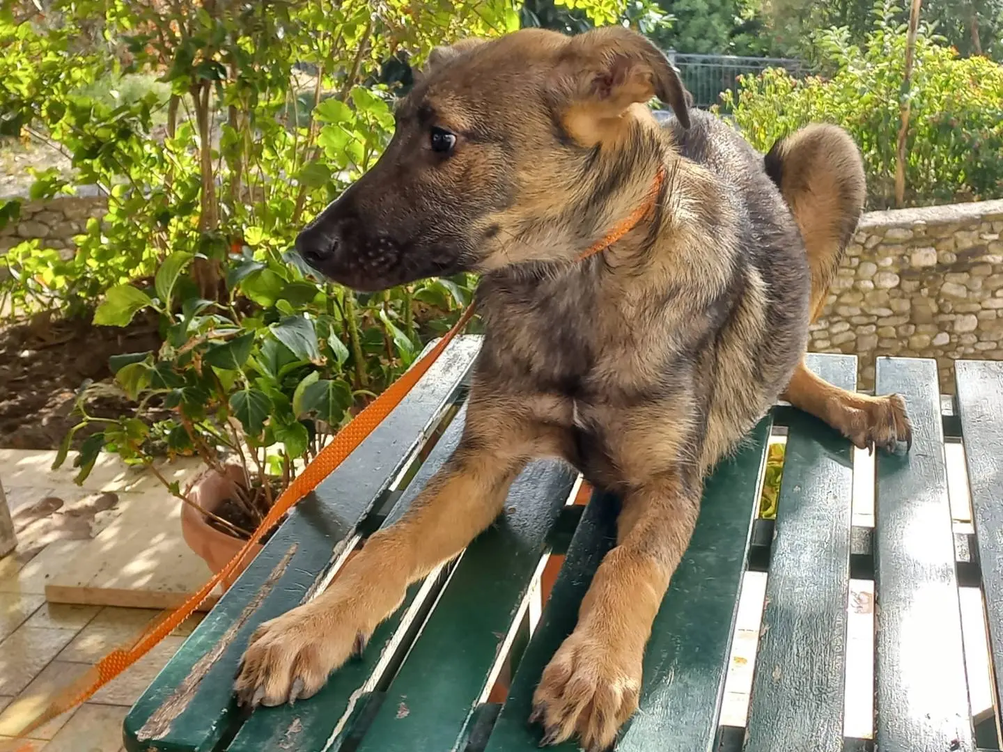 Vuoi adottare un cane a Avellino?