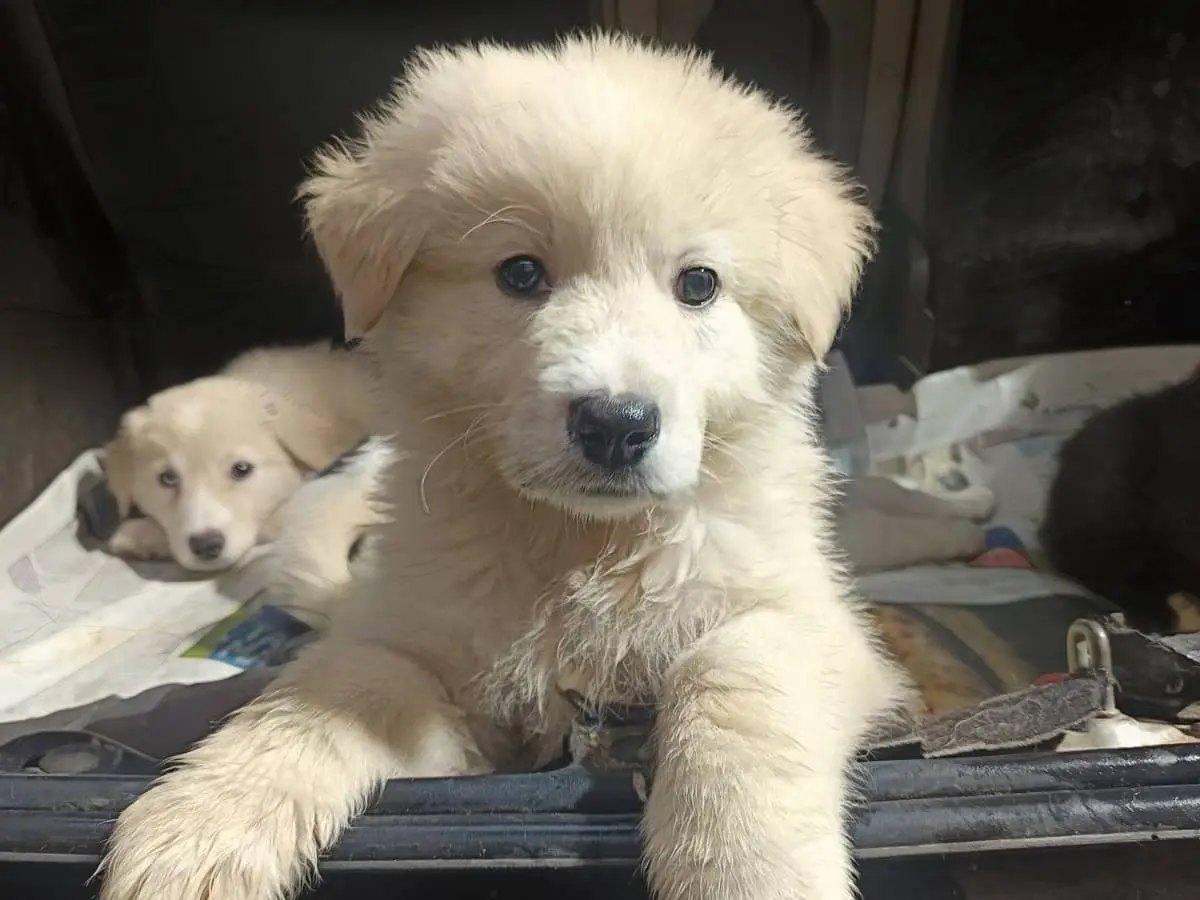 Adotta un cane, maschio, 10 mesi, Benevento