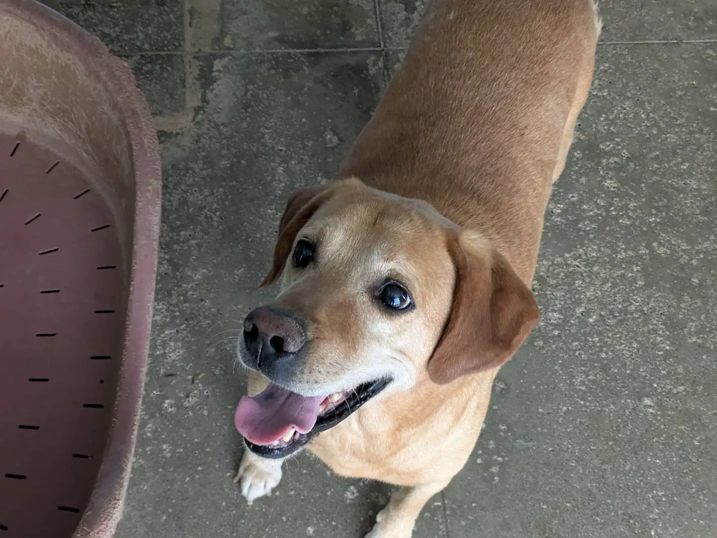 Adotta un cane, taglia piccola, maschio, Brescia