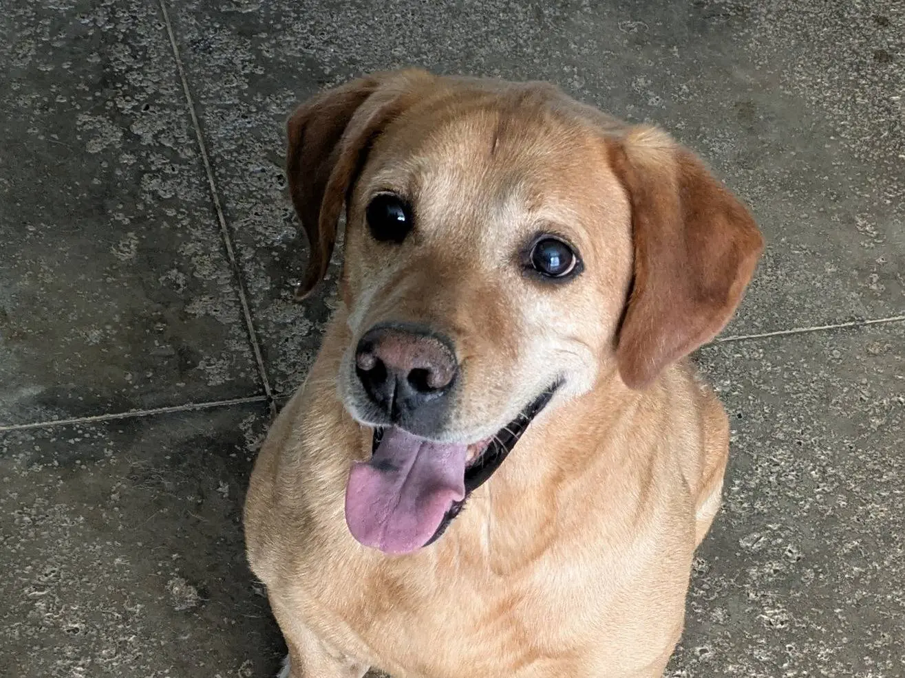 Adozione cane, maschio, Razza sconosciuta Razza sconosciuta, 11 anni e 4 mesi, taglia piccola, Brescia