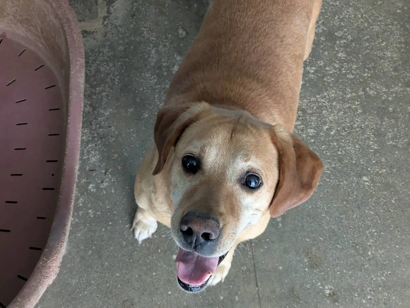 Adotta un cane, maschio, 11 anni e 4 mesi, Brescia
