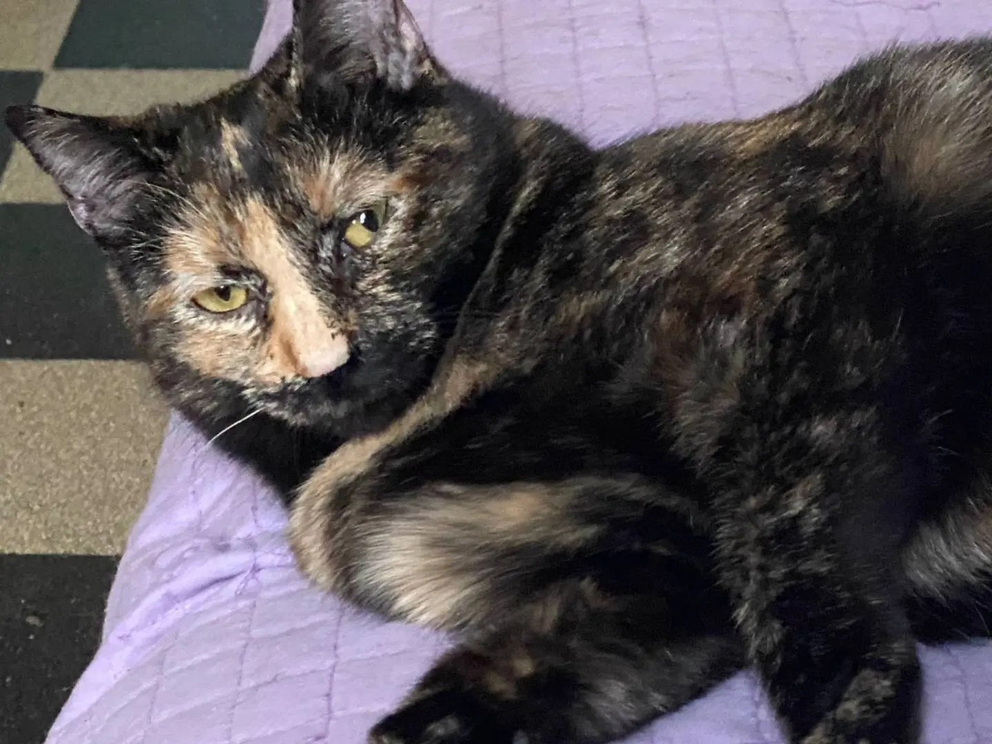 Vuoi adottare un gatto a Perugia?