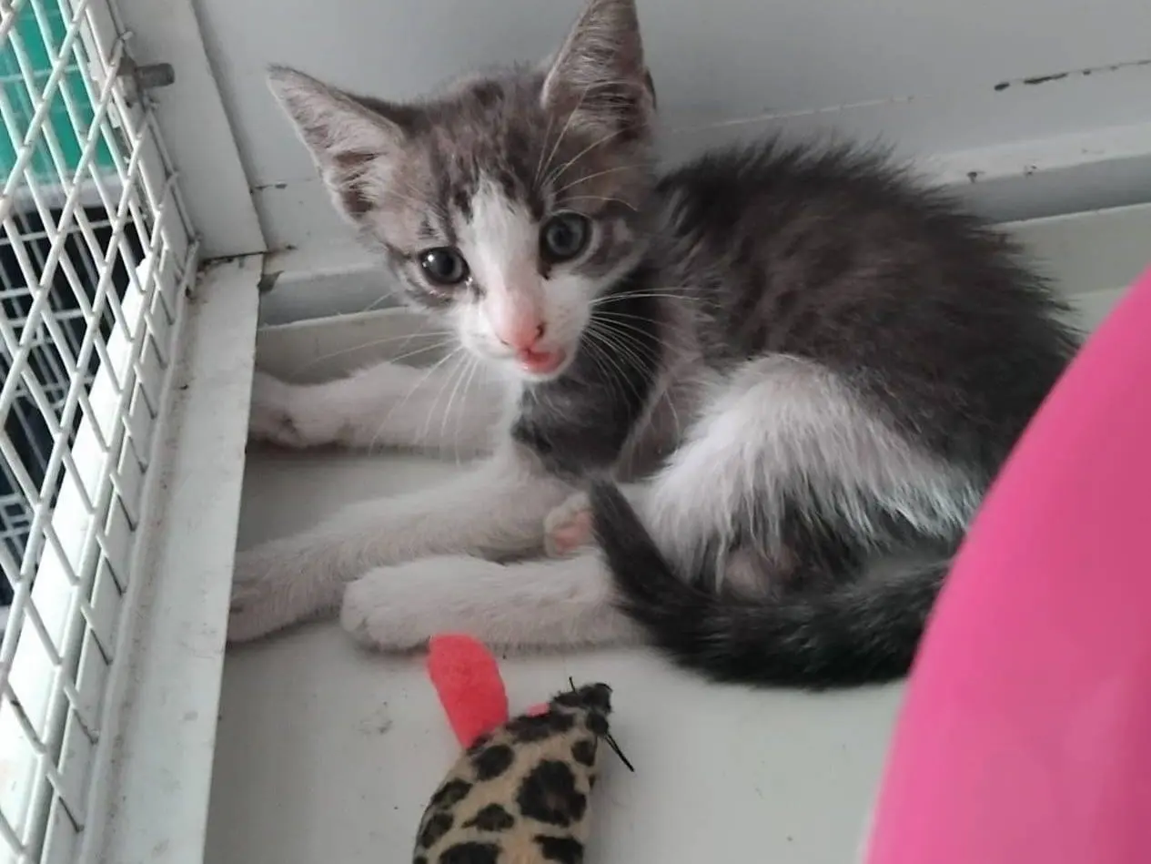 Adotta un gatto, taglia non valida, maschio, Brescia