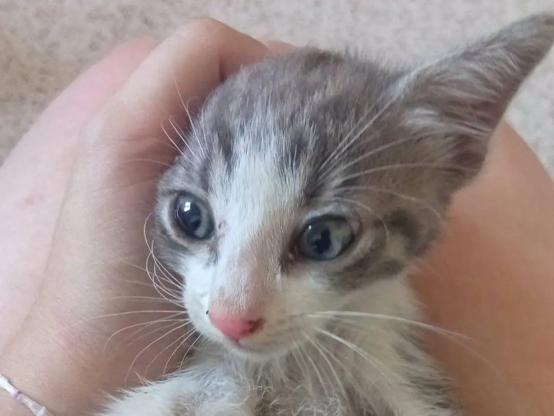 Vuoi adottare un gatto a Brescia?