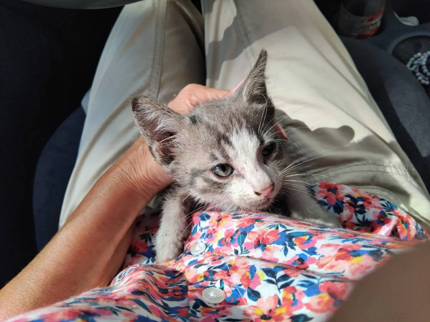 Adotta un gatto, maschio, 3 mesi, Brescia