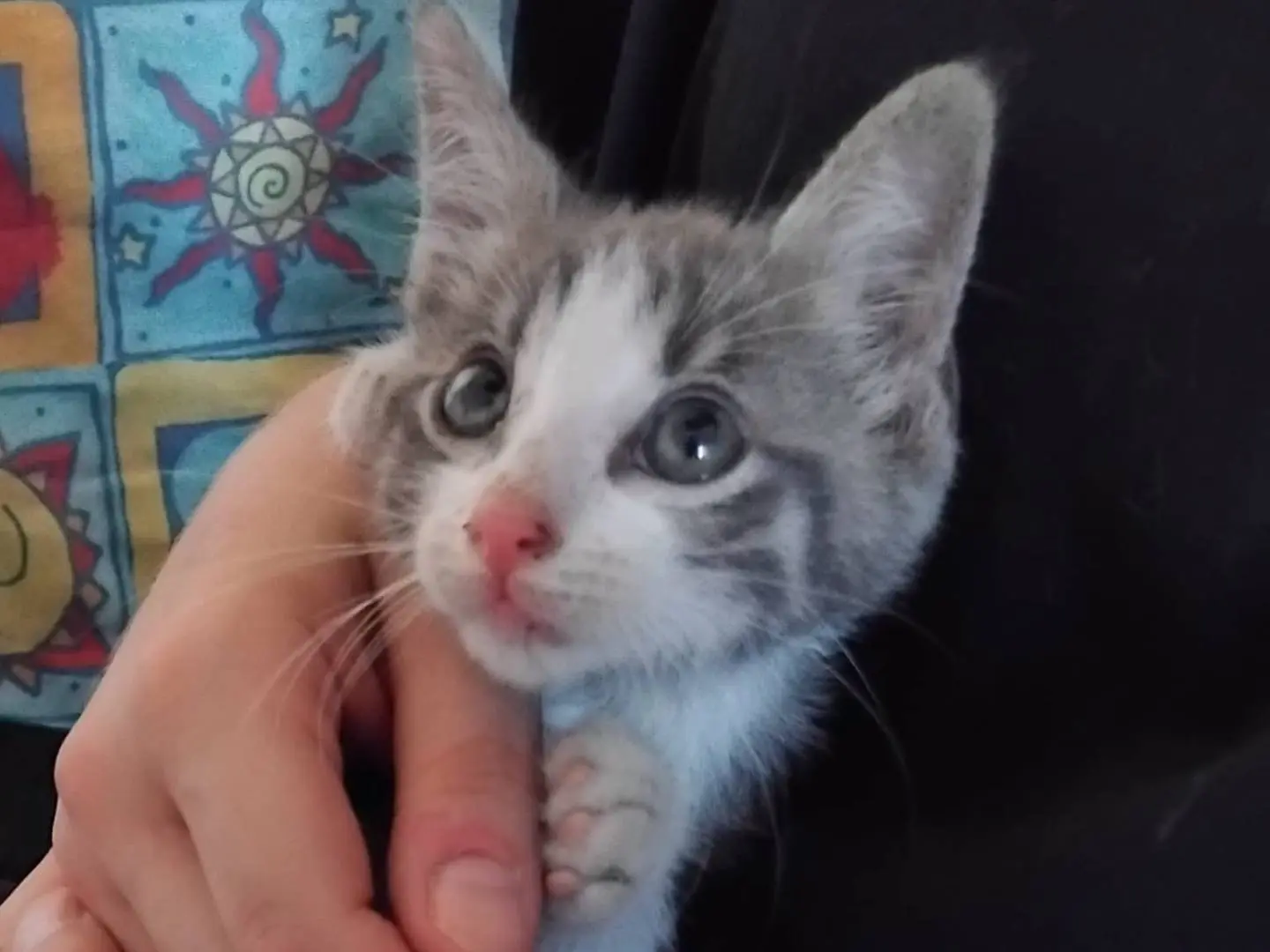 Adozione gatto, maschio, Razza sconosciuta Razza sconosciuta, 3 mesi, taglia non valida, Brescia