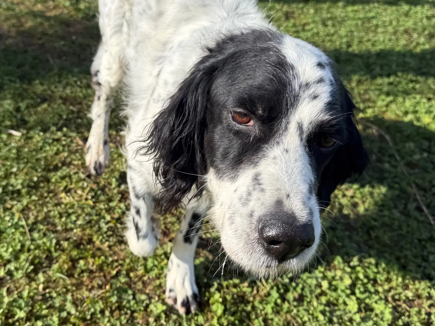 Vuoi adottare un cane a Milano?