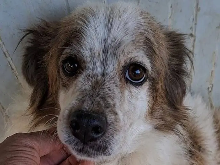 Adozione cane, femmina, Razza sconosciuta Razza sconosciuta, 11 anni e 4 mesi, taglia media contenuta, Asti