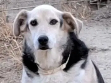 Adotta un cane, femmina, 11 anni e 4 mesi, Asti