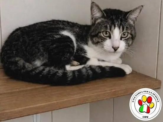 Adotta un gatto, maschio, 1 anno e 7 mesi, Milano