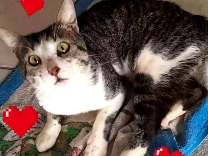 Adozione gatto, maschio, Razza sconosciuta Razza sconosciuta, 1 anno e 7 mesi, taglia non valida, Milano