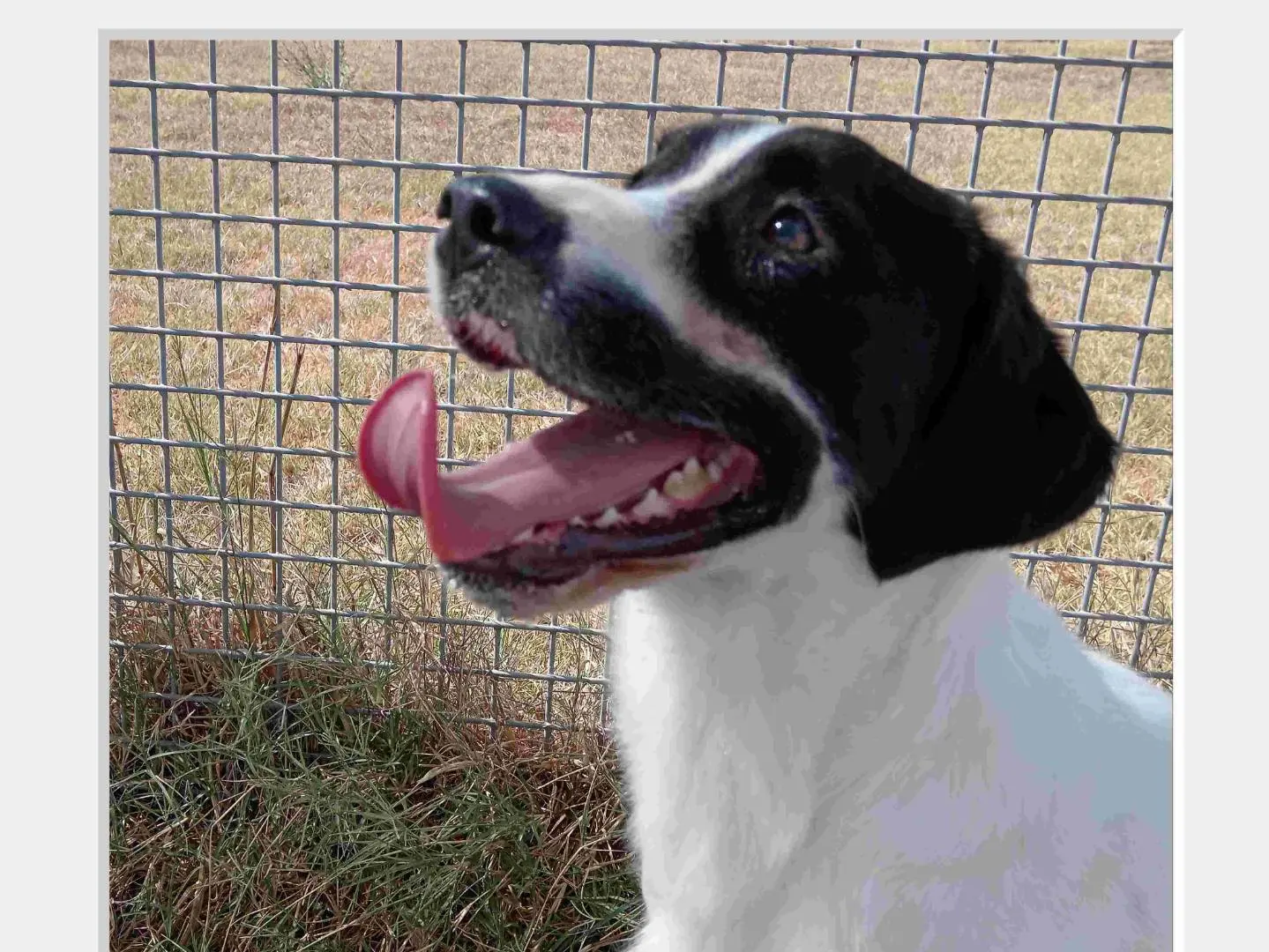 Adotta un cane, taglia media contenuta, maschio, Latina
