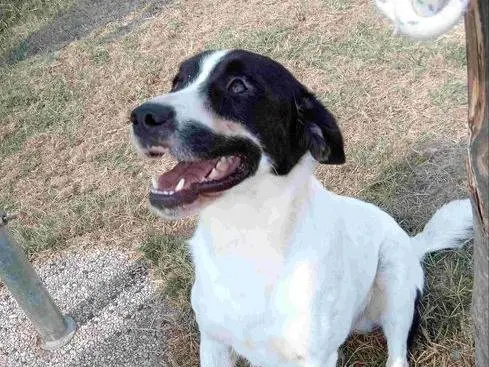 Adotta un cane, maschio, 3 anni e 5 mesi, Latina