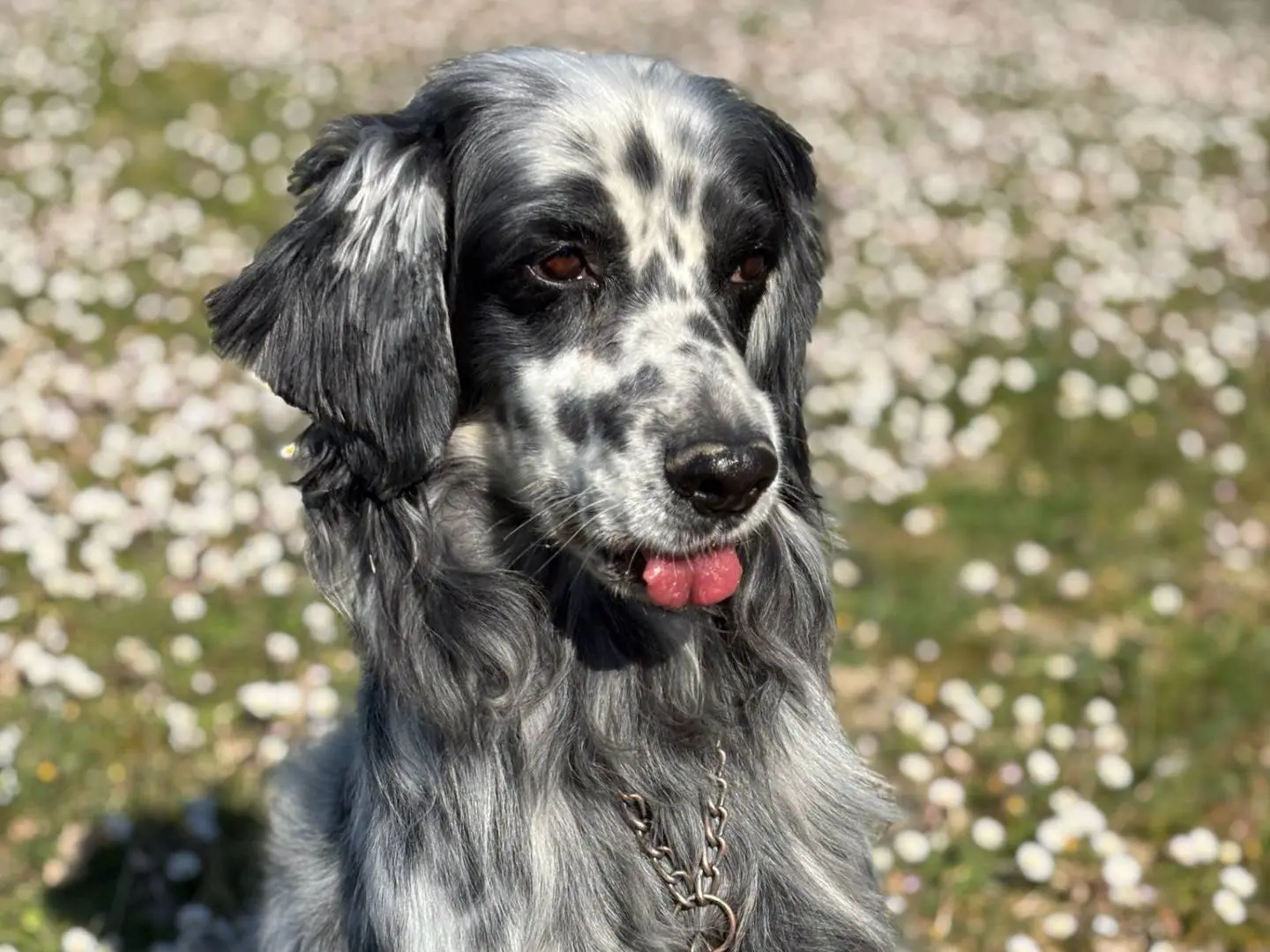 Adozione cane, maschio, Setter Inglese Razza sconosciuta, 6 anni e 6 mesi, taglia media, Pisa
