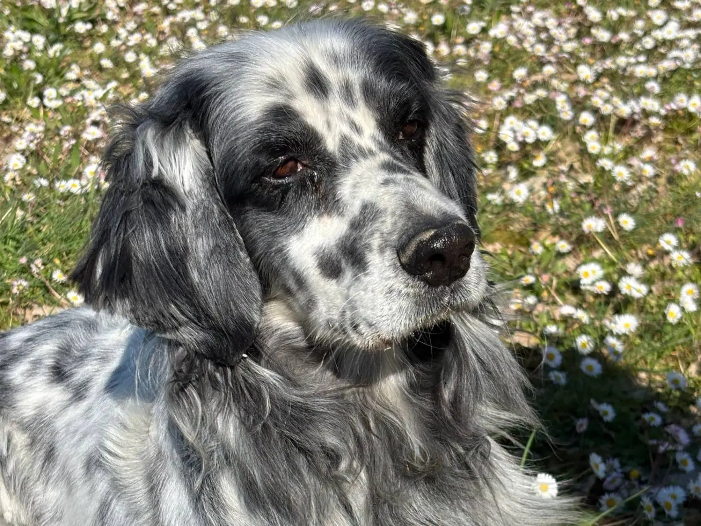 Adotta un cane, maschio, 6 anni e 6 mesi, Pisa