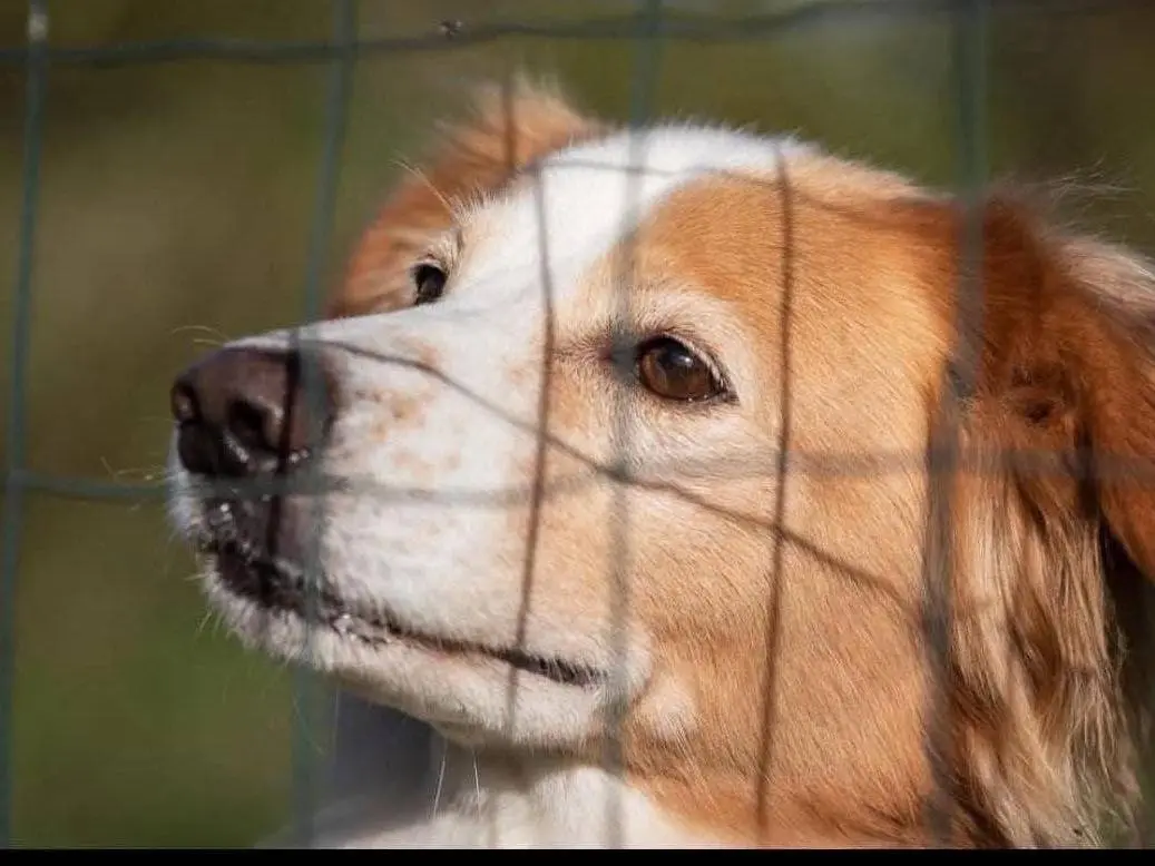 Adozione cane, maschio, Razza sconosciuta Razza sconosciuta, 11 anni e 10 mesi, taglia media contenuta, Bergamo