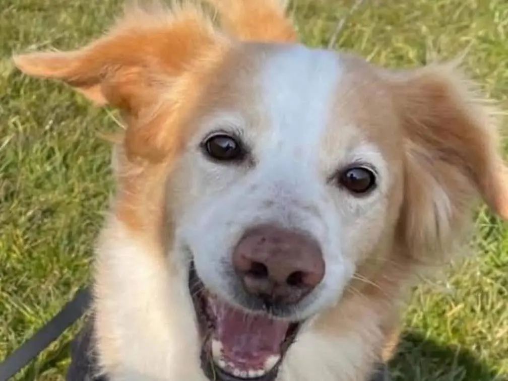 Adotta un cane, maschio, 11 anni e 10 mesi, Bergamo