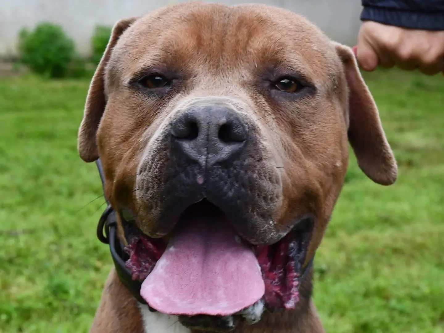 Adozione cane, maschio, Pitbull Razza sconosciuta, 2 anni e 9 mesi, taglia grande, Brindisi
