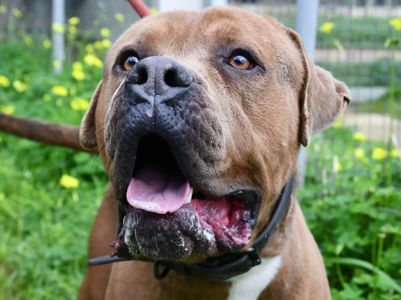 Adotta un cane, maschio, 2 anni e 9 mesi, Brindisi