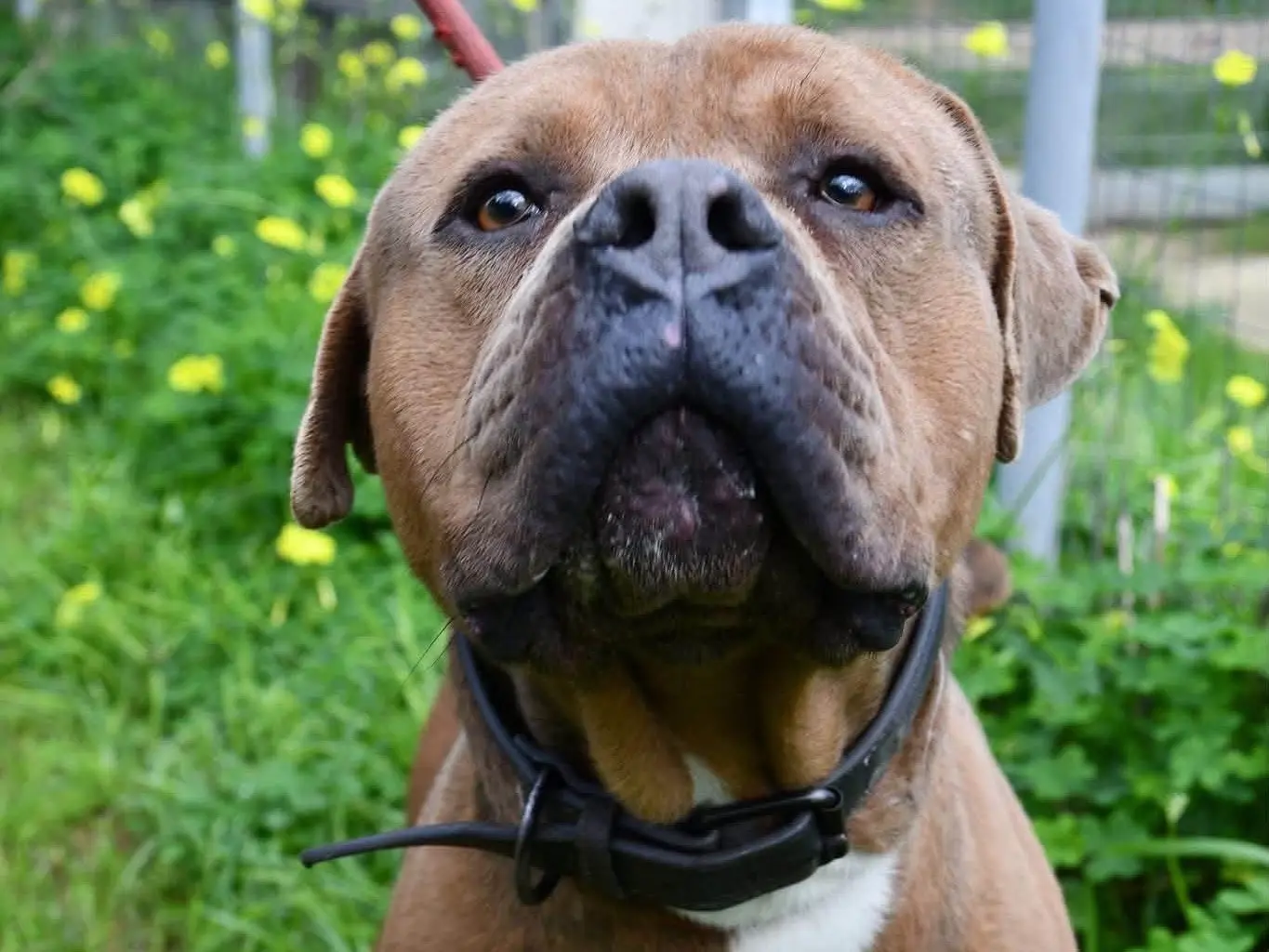 Adotta un cane, taglia grande, maschio, Brindisi